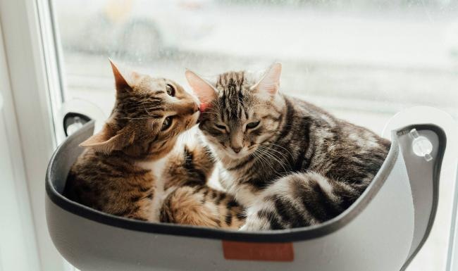 We love our furry friends a couple of cats sit near a window