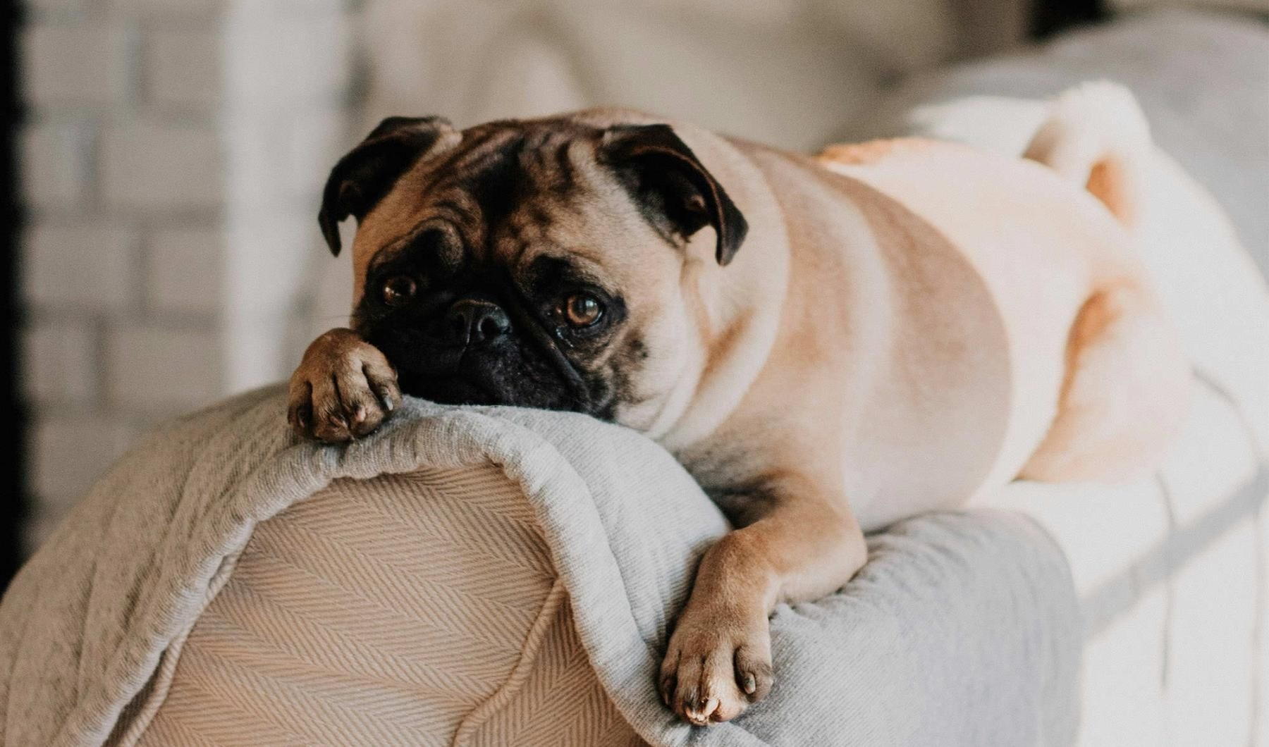We're a pet-friendly community a dog lying on a couch